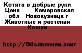 Котята в добрые руки › Цена ­ 1 - Кемеровская обл., Новокузнецк г. Животные и растения » Кошки   